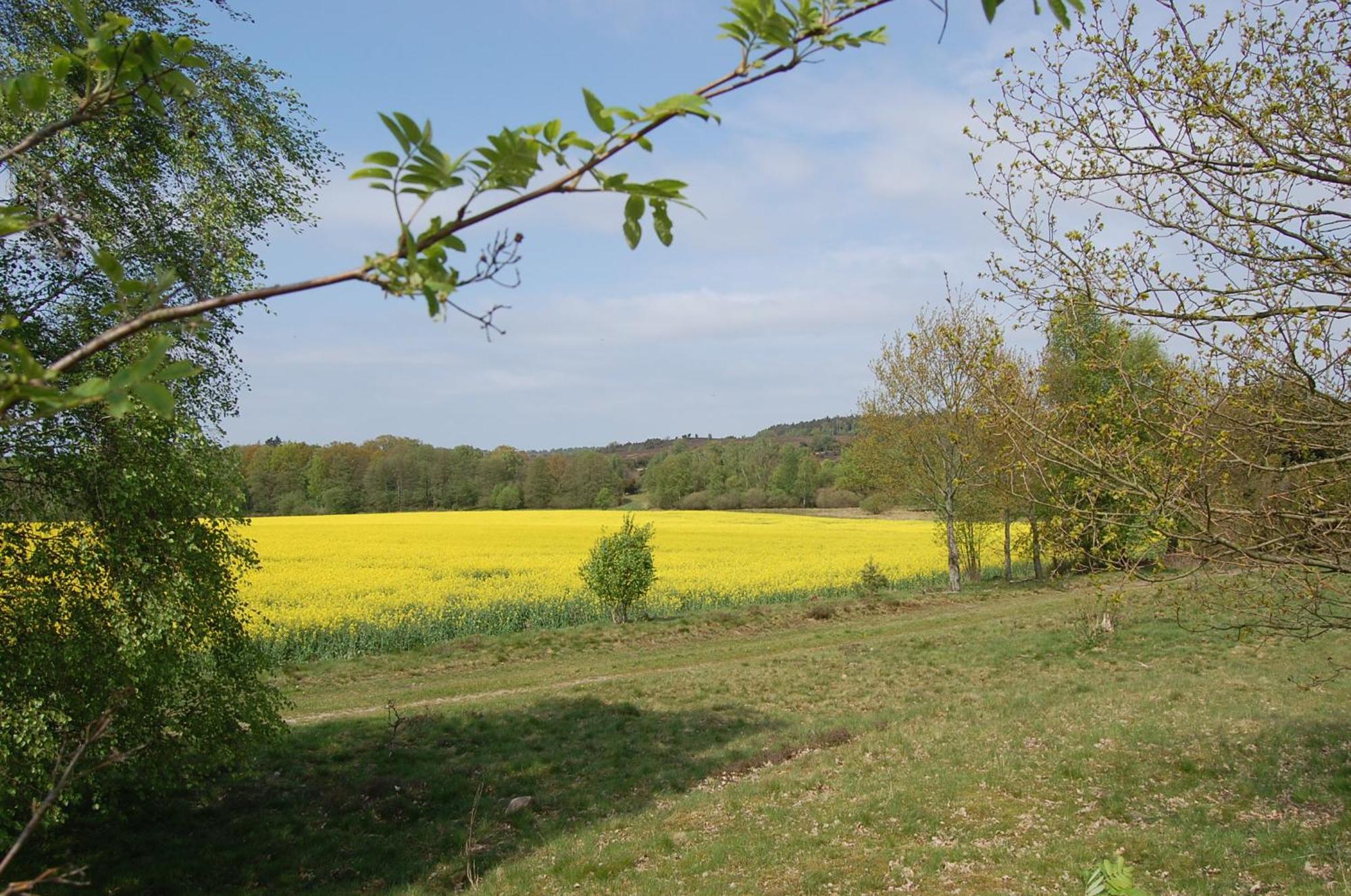 Haus Heidetal Bed and Breakfast Bispingen Εξωτερικό φωτογραφία
